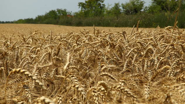 Polje pšenice - ©Agromedia