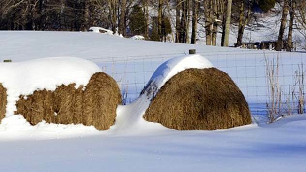 Sneg pogoduje i ratarskim kulturama - © Pixabay
