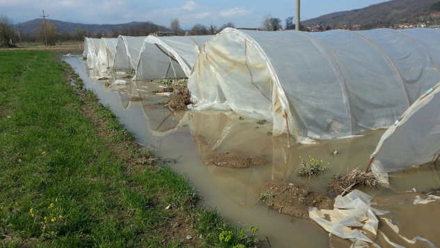 Poplavljeni plastenici © Foto: Milosav Đokić