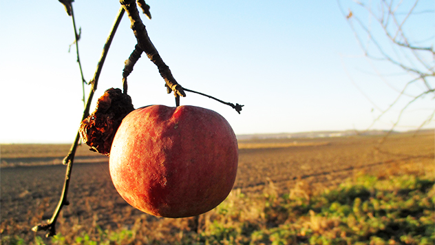 Poslednja jabuka ove jeseni -  ©Agromedia