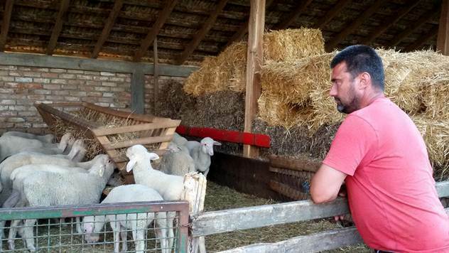 Koja je najbolja rasa ovaca za gajenje: virtemberg ili pramenka? - © Julijana Kuzmić