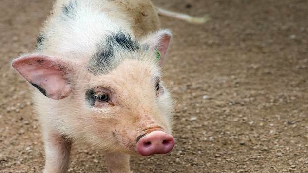 Pored slame svinjama treba davati i sojine ljuspice, kašu od šećerne repe i ovas - © Pixabay