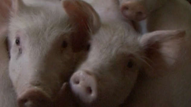 Razmatra se ukidanje vakcinacije protiv klasične kuge svinje - © Agromedia