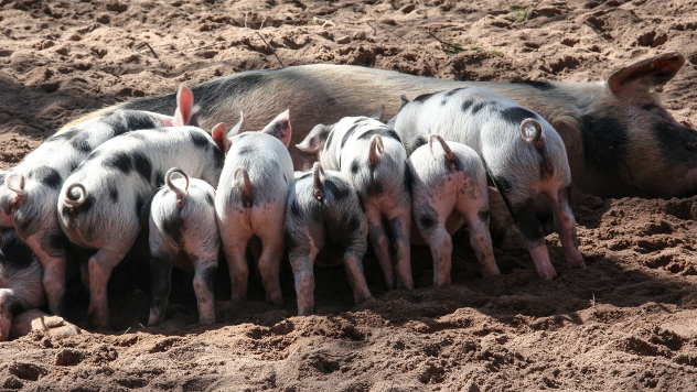 Opada broj gajenih svinja u Srbiji - © Foto: www.pixabay.com