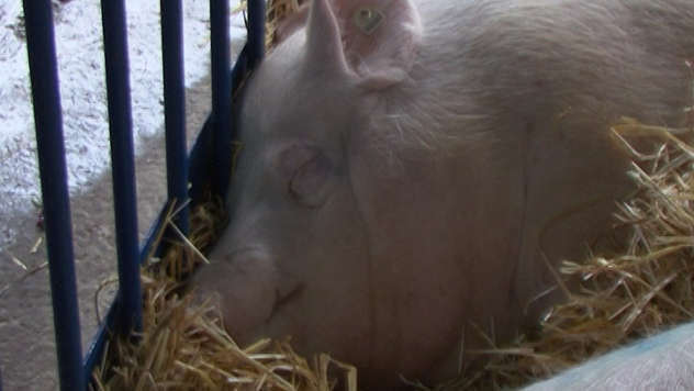 Povećana gojaznost svinja utiče na kvalitet mesa - © Pixabay