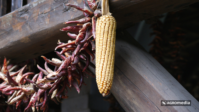 Prošlogodišnji rod kukuruza ©AGROmedia