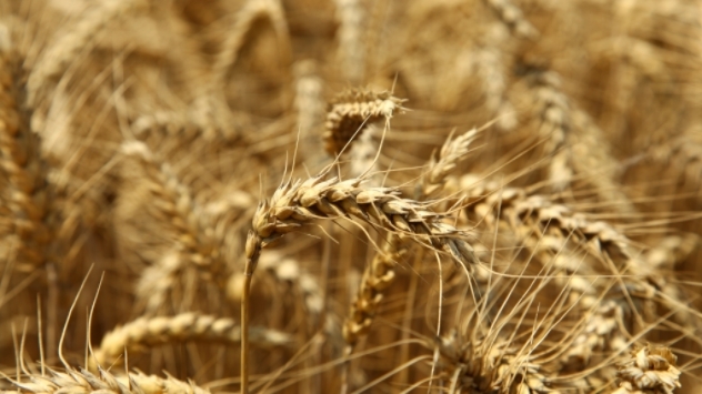 Pšenica - ©Agromedia