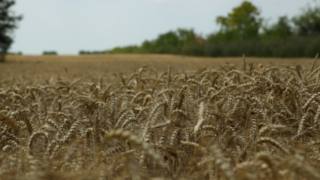 Pšenica - ©Agromedia