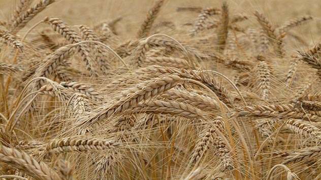 Kvalitetna pšenica - © Pixabay