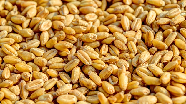 Zrna pšenice - © Pixabay