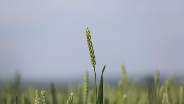 Regulatori rasta veoma važni za razvoj pšenice - © Adama
