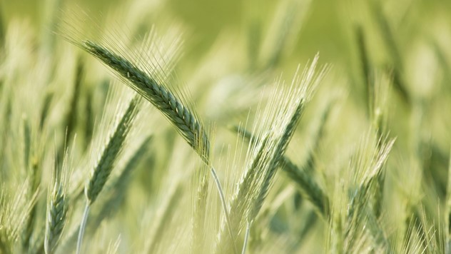 Regulatori rasta veoma važni za razvoj pšenice - © Adama