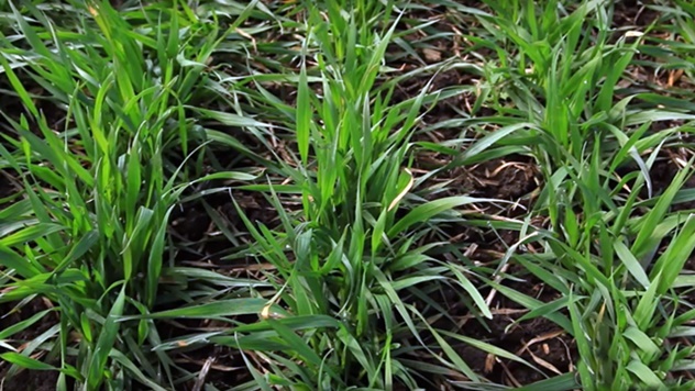 Zaštita pšenice od bolesti - © Bayer Crop Science