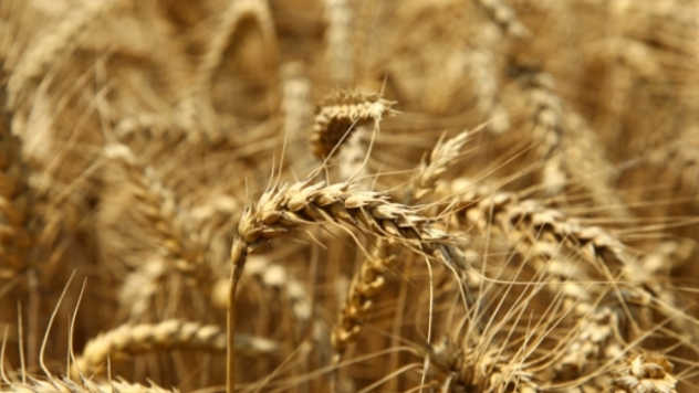 Pšenica u polju - ©Agromedia