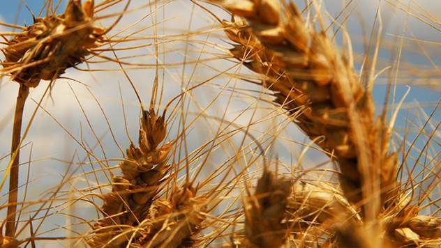 Pšenica sve neotpornija na klimatske promene - © Agromedia