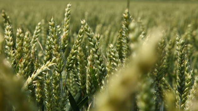 Setva pšenice - © Agromedia