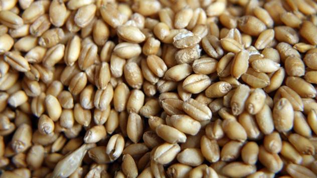 Zrna pšenice - © Pixabay