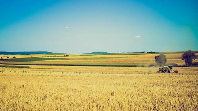 Bliži se žetva pšenice - © Pixabay