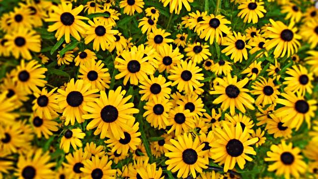 Kako se gaje pupavice: Mirisno divlje cveće koje privlači korisne insekte - © Pixabay