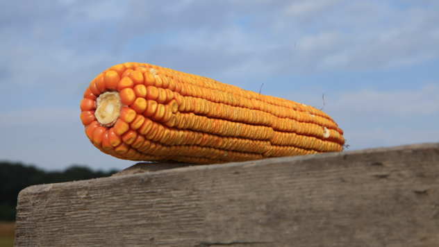 Zabeležen veliki pad žitarica u svetu - © Agromedia