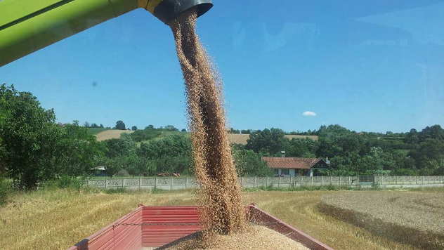 Rekordni prinosi pšenice u Braničevskom okrugu © Foto: Elena Marjanović