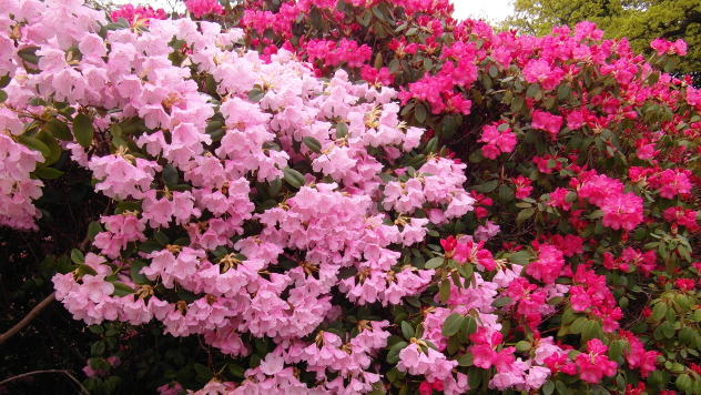 Japanski vrt rododendrona © Foto: all-free-download.com