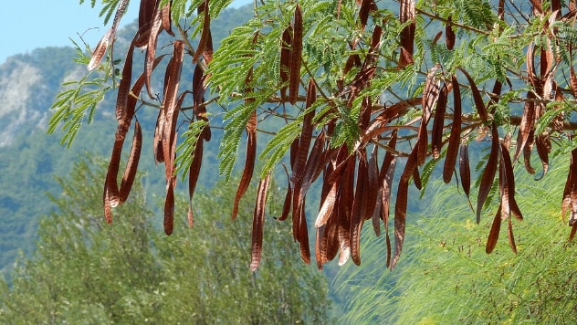 Stablo rogača živi između 80 i 100 godina - ©Pixabay