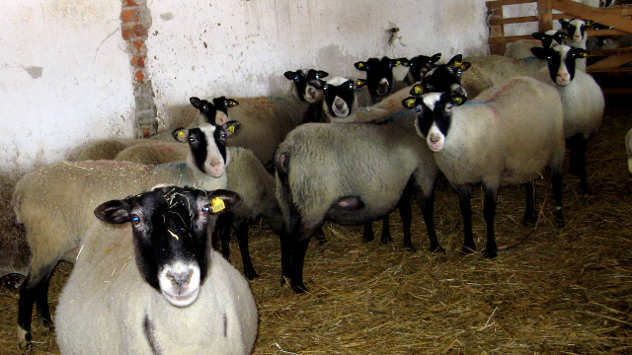 Romanovska ovca očekuje jagnjenje - foto: Biljana Nenković