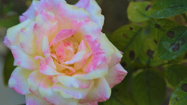 Na lišću ruže ste primetili crne pege – Evo kako da ih se rešite - © Pixabay