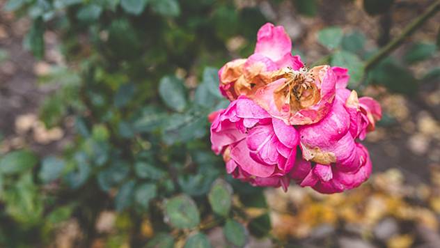 Ruže mogu biti meta i različitih štetočina - © Pixabay