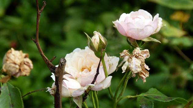Pepelnica je jedna najčešćih bolesti koje napadaju ruže - © Pixabay