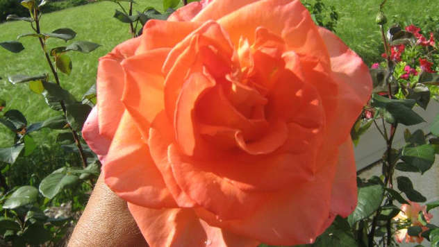 Ruža u vrtu © Agromedia