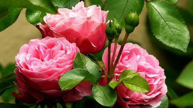 Ruže - © Foto: www.pixabay.com