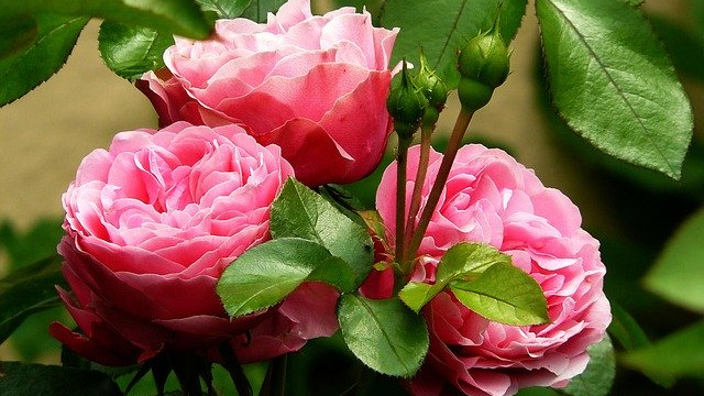 Kako da razmnožite ruže uz pomoć krompira - © Pixabay