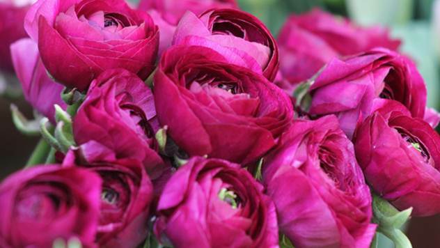 Ruže - © Pixabay