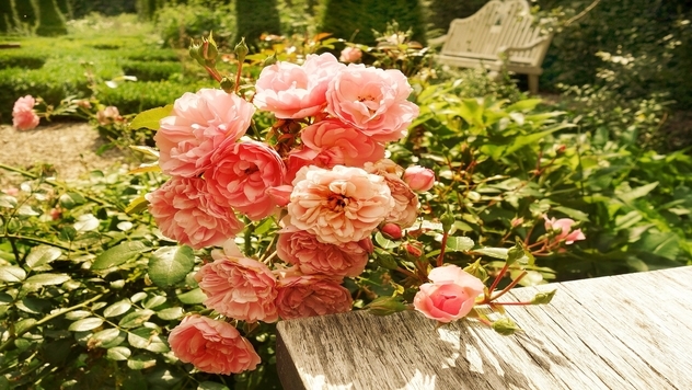 ruže grmuše- ©Pixabay