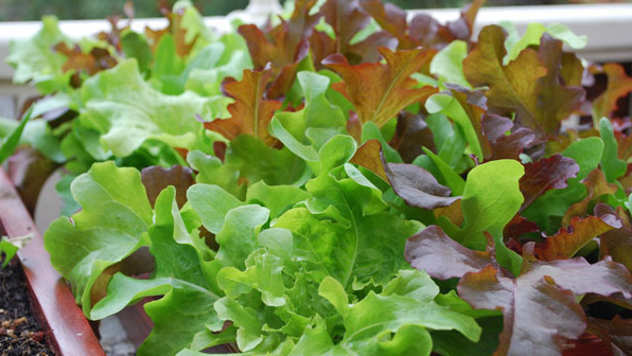 Saksijsko bilje za baby leaf salatu