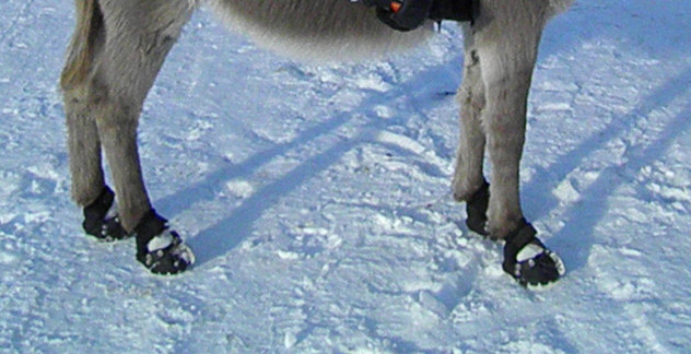 Sandale za magare © foto: Biljana Fredriksen