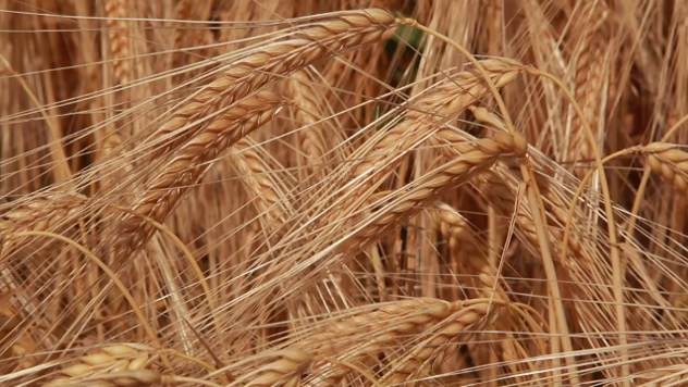 Snage i slabosti jesenjih stočnih žitarica - © Pixabay