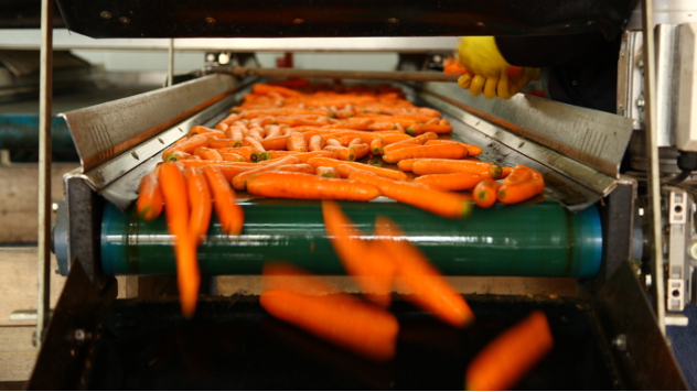 Šargarepe na fabričkoj traci - ©Agromedia