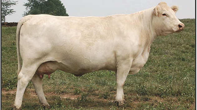 Šarole krava - © Foto: Igor Prka