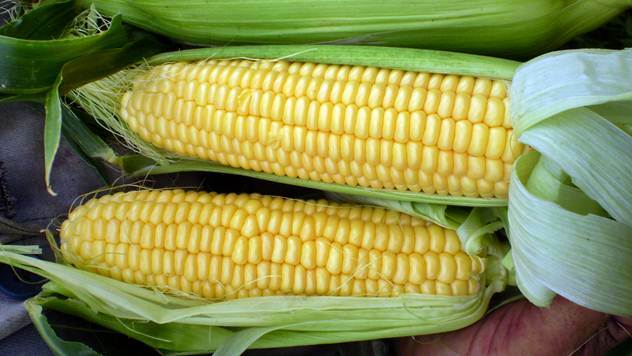 Ako želite da se pojavite prvi na tržištu sejte kukuruz šećerca SUNDANCE F1 - © Konus Glorija
