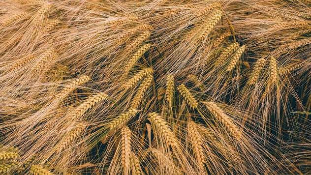 Pšenica - © Pixabay