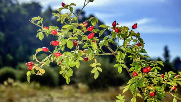 Divlji šipurak gaji se zbog ploda i kao podloga za kalemljenje ruža - © Pixabay