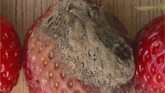 Siva trulež na jagodi - © Foto: wikipedia.org