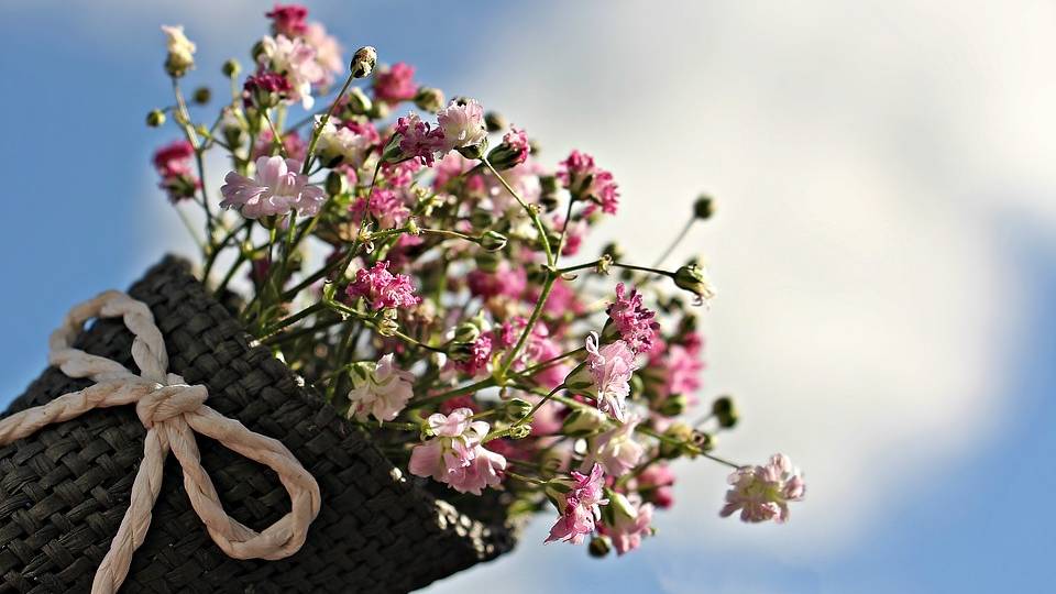 Kako se gaji šlajer – najšarmantniji ukras buketa- © Pixabay
