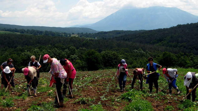 Radnici na poljima smilja © Foto: Biljana Nenković