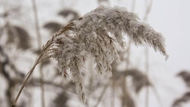 Sneg pogoduje svim poljoprivrednim kulturama - © Pixabay
