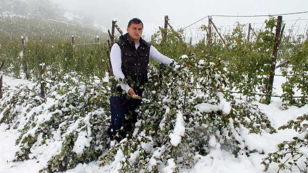 Sneg u malinjaku Jelenka Jadžića u Vilovima - © Foto:Željko Dulanović