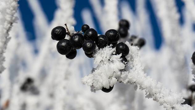 Ilustracija: Sneg u voćnjaku - © Pixabay